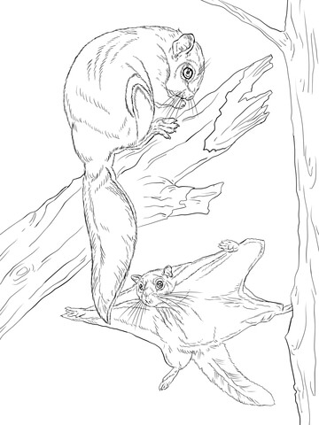 Northern flying squirrel coloring page free printable coloring pages