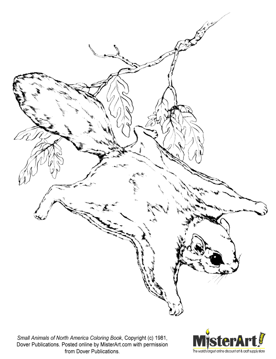 Adorable flying squirrel coloring page