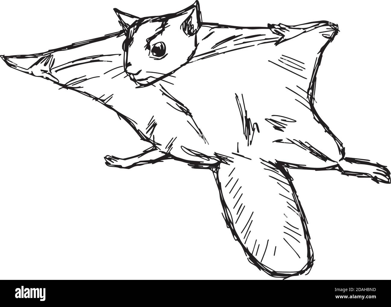 Flying squirrel black and white stock photos images