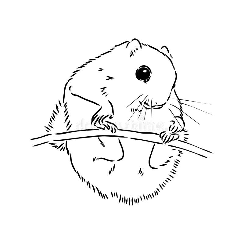 Flying squirrel stock illustrations â flying squirrel stock illustrations vectors clipart