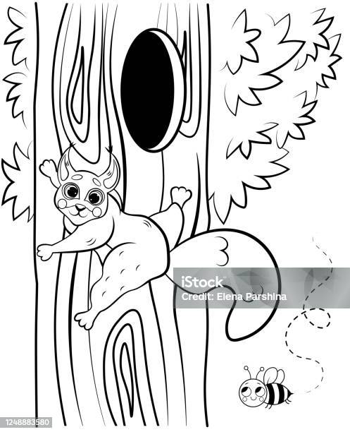 Printable coloring page outline of cute cartoon squirrel on tree with hazelnut vector image with forest background coloring book of forest wild animals for kids stock illustration