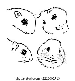 Flying squirrel isolated stock photos