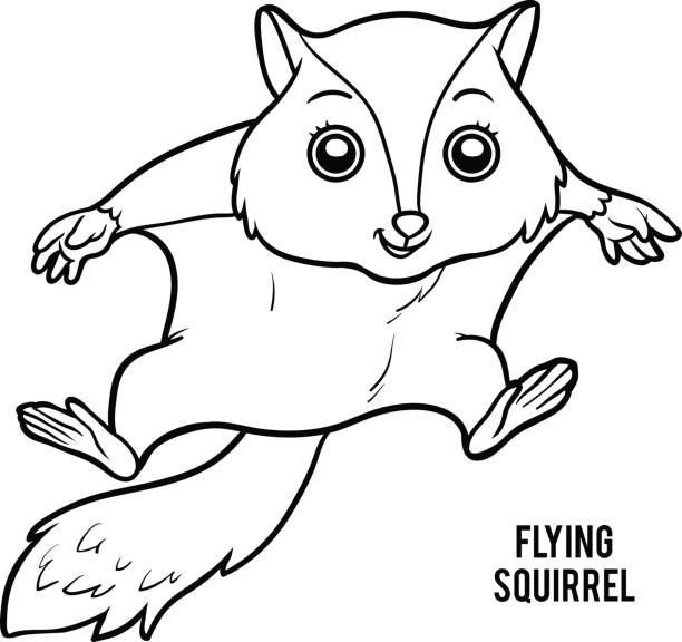 Coloring book flying squirrel stock illustration