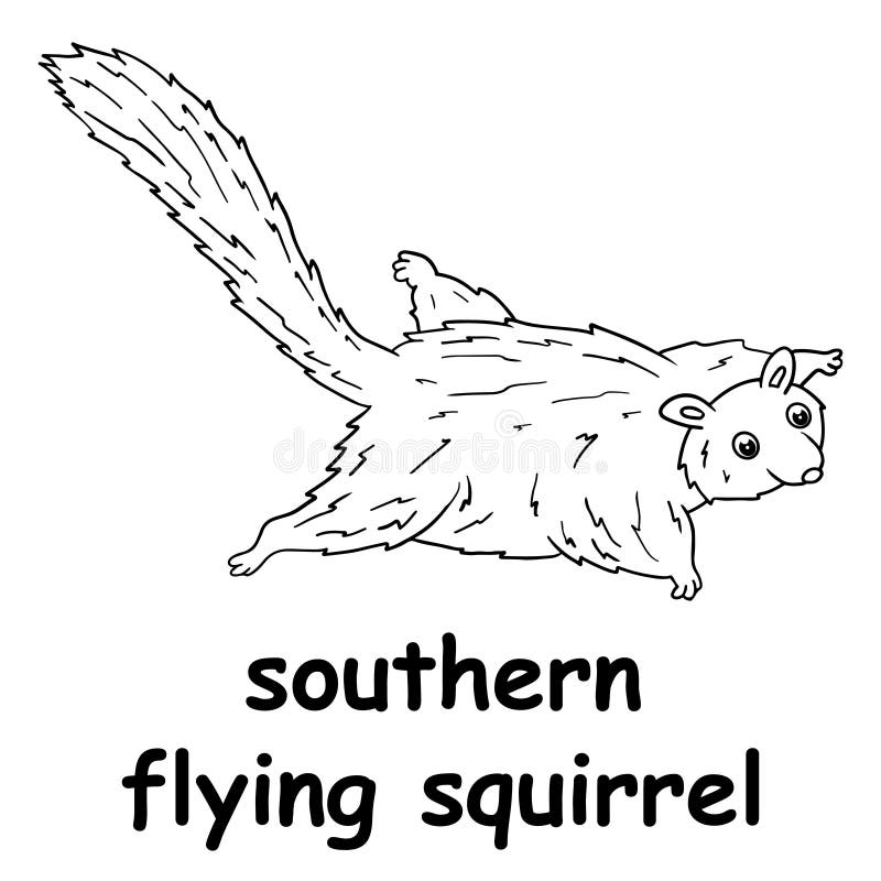 Flying squirrel stock illustrations â flying squirrel stock illustrations vectors clipart