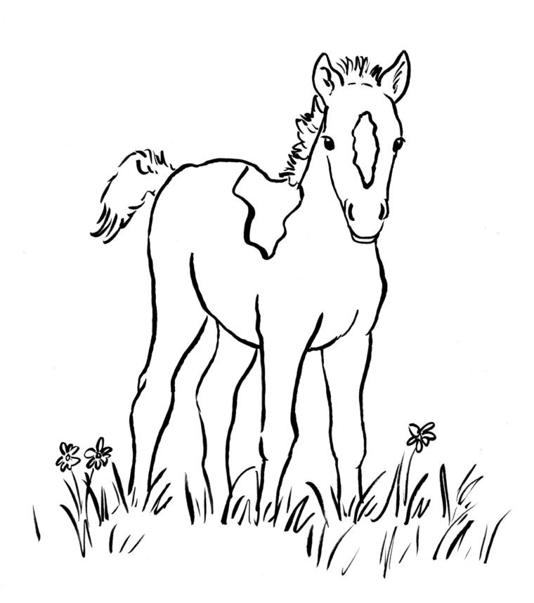 Foal coloring page