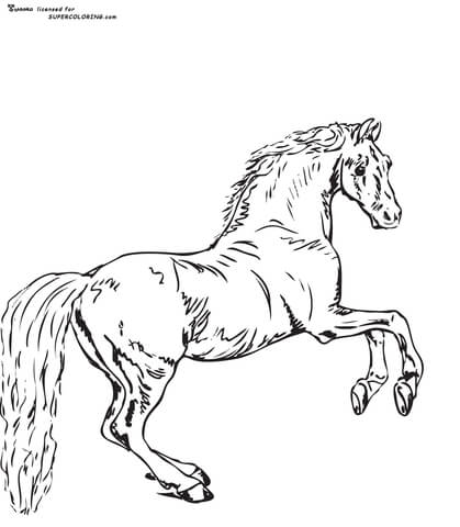 Whistlejacket by george stubbs coloring page free printable coloring pages