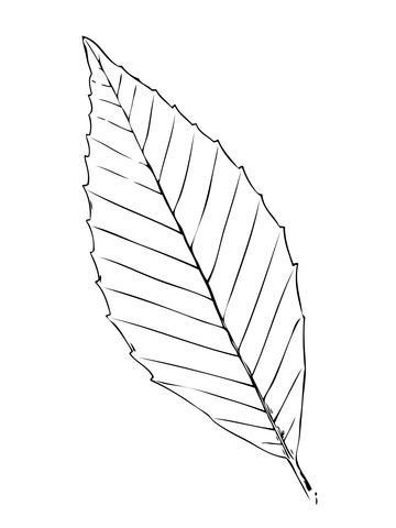 Desenho de folha de faia para colorir desenhos para colorir e imprimir gratis leaf coloring page tree coloring page leaf drawing