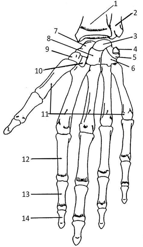 Color the bones of the hand anatomia dos ossos material de enfermagem o estudar anatomia