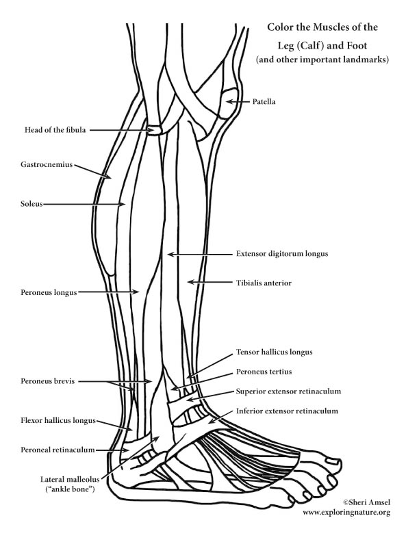Anatomy coloring pages ideas anatomy anatomy coloring book coloring pages
