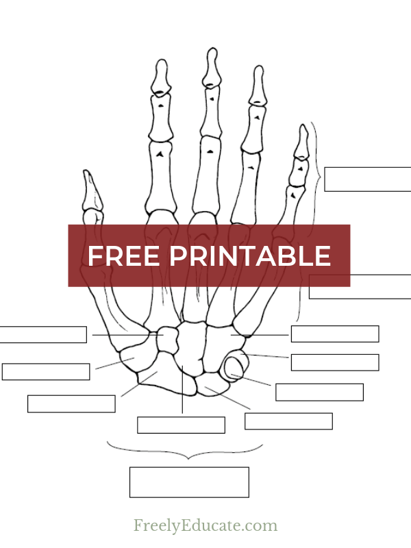 A free worksheet anatomy of the hand