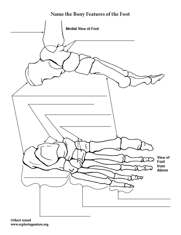 Bones of the foot labeling page