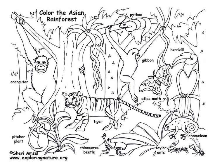 Hardwood forest coloring page animal coloring pages jungle coloring pages rainforest animals