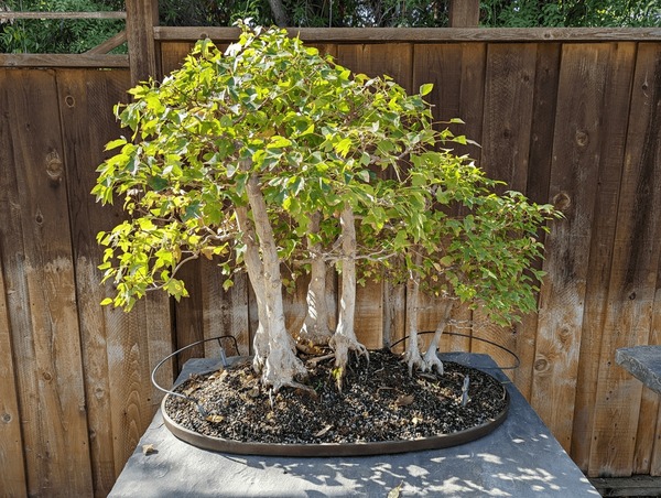 Bonsai forest royalty