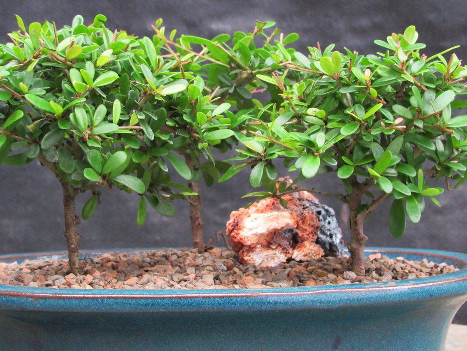 Tropical boxwood bonsai tree forest