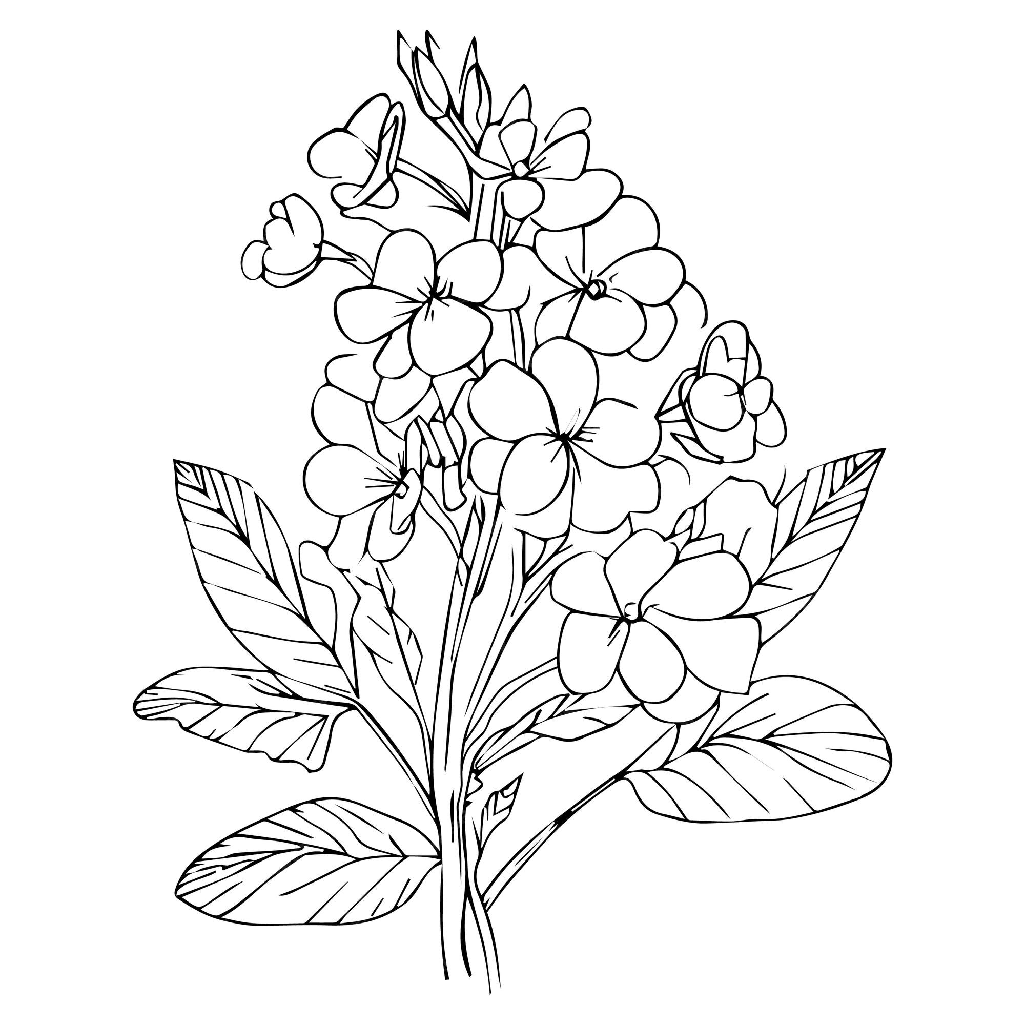Premium vector evening primrose drawing illustration primrose drawing easy primrose flower drawing image clipart