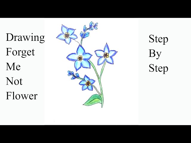 How to draw and color a forget me not flower drawing flowers flower drawing tutorial
