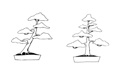 Bonsai slanting style bonsai formal upright style coloring page free printable coloring pages