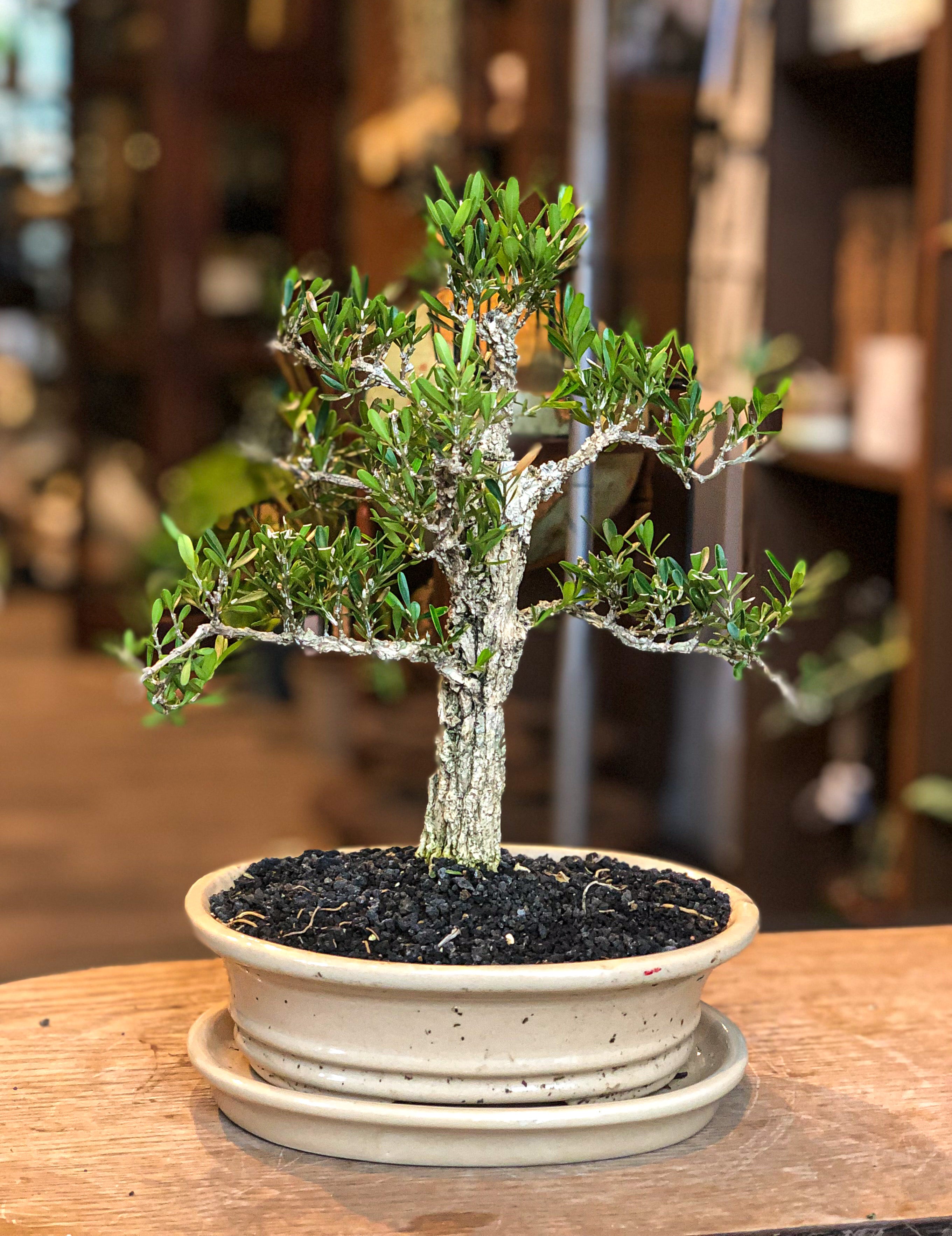 Buxus bonsai s chokkan style formal upright â avalon