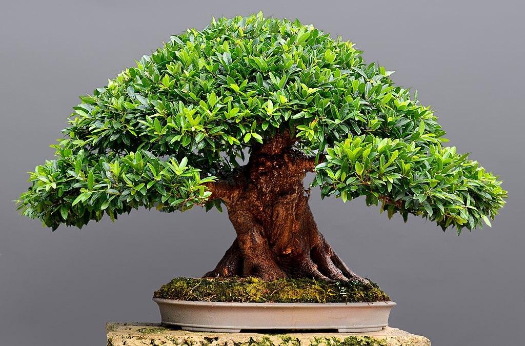 Fileforal upright ficus bonsaijpg