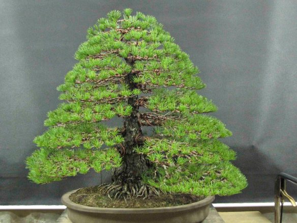 Formal upright peter tea bonsai