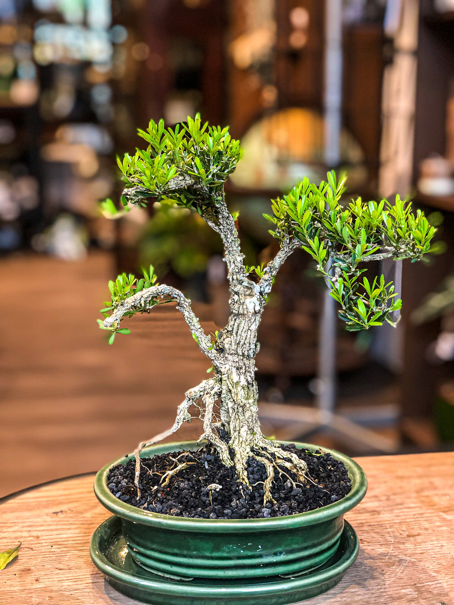 Buxus bonsai s chokkan style formal upright â avalon