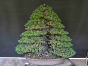 Formal upright peter tea bonsai