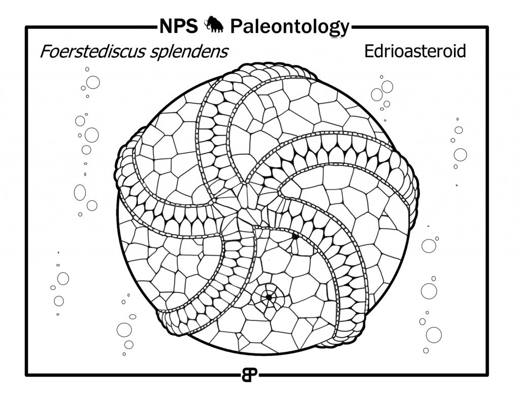Fossil coloring book archives