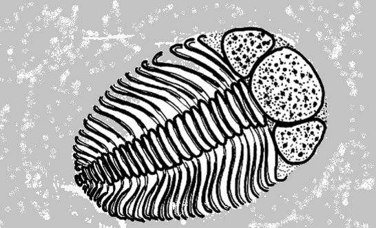 Collection of free fossil coloring pages life science middle school earth science classroom fossils activities