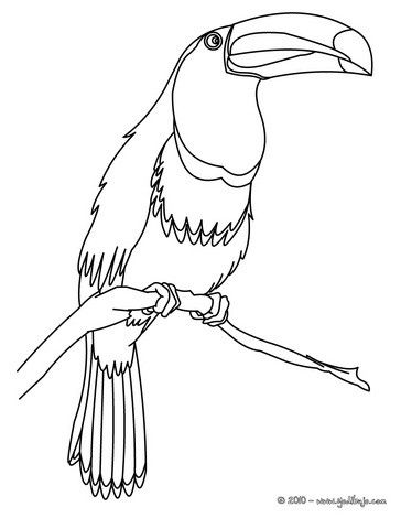 Dibujos para colorear tucan