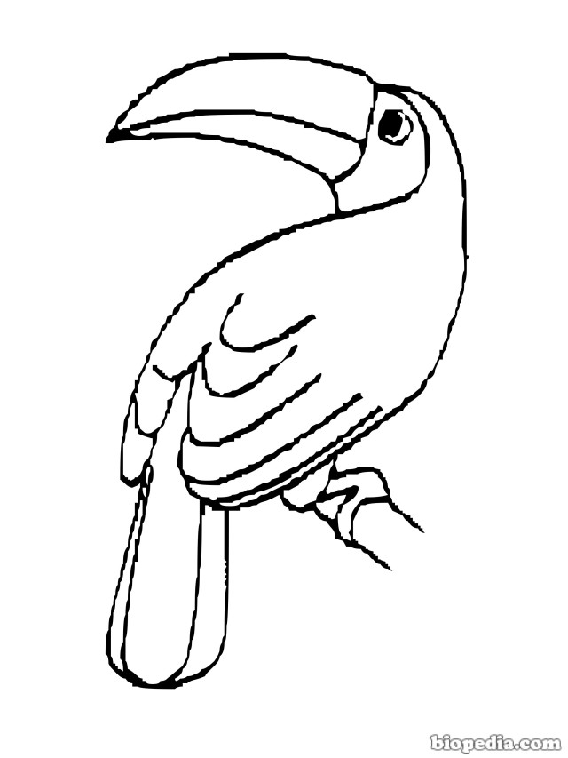 Arriba imagen imagenes de un tucan para colorear el ãºltimo