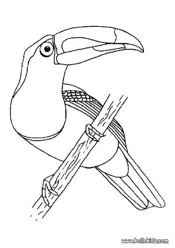 Dibujos de tucanes dibujos de aves pãginas para colorear de animales