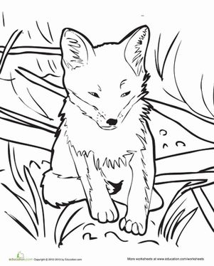 Baby fox worksheet education fox coloring page horse coloring pages animal coloring pages