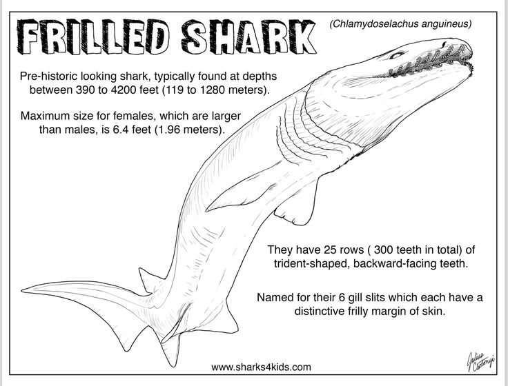 Shark week frilled shark coloring fact sheet artwork by julius csotonyi shark coloring pages frilled shark shark