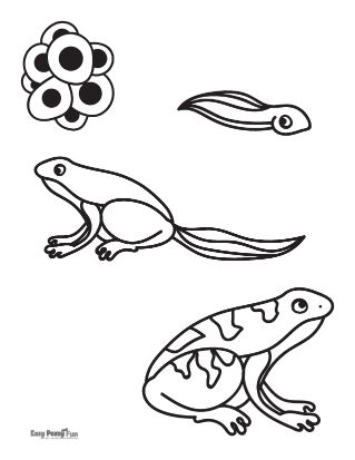 Frog coloring pages â printable coloring pages