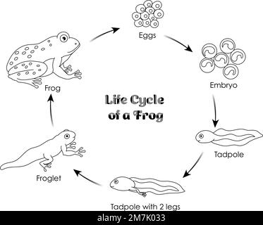 Life cycle of a frog for coloring vector art design stock vector image art