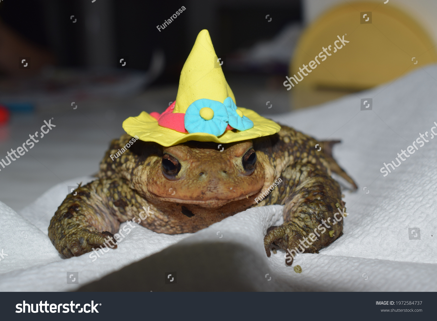 Frog wearing hat stock photos