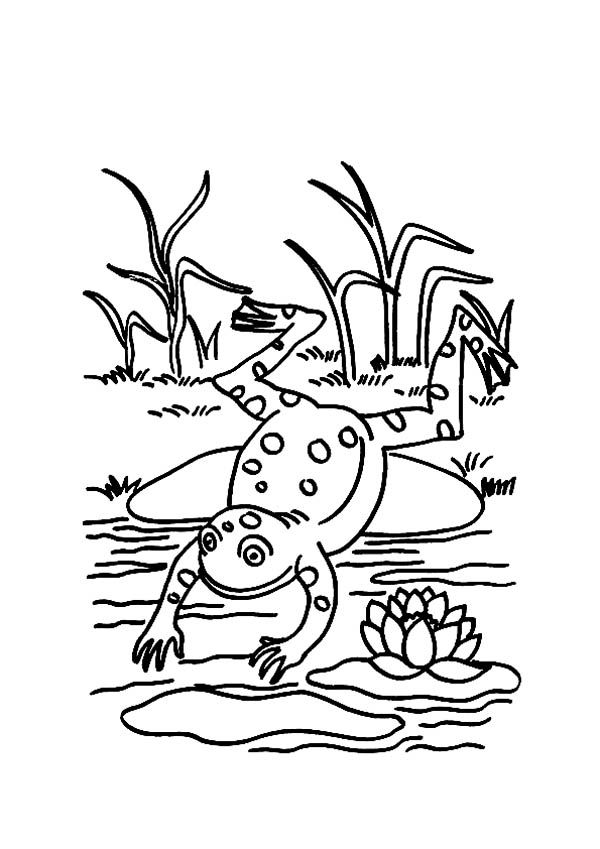 Frog jump to pond after sit on lily pad coloring page color luna frog coloring pages coloring pages lily pads