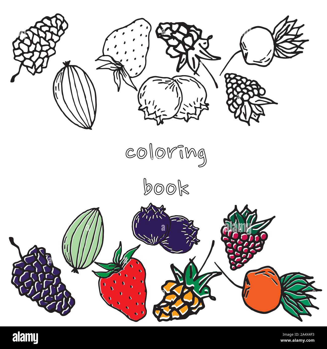 Berry color vector dibujados a mano ilustraciãn botãnica de fruta las bayas grabado doodle boceto lãneapostre ingredientegran fondo de pãgina web w imagen vector de stock