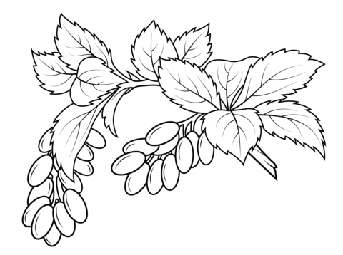 Berries coloring pages free coloring pages