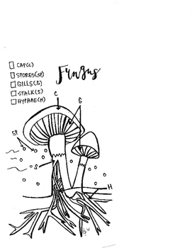 Fungi coloring sheet by scientifically speaking is my favorite tpt