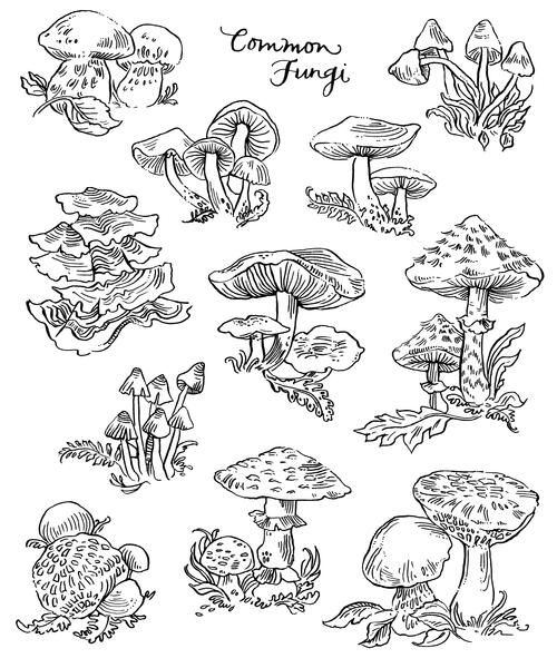Mon fungi coloring page coloring pages free adult coloring pages adult coloring book pages