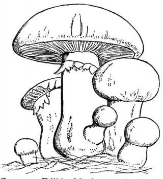 Mushroom mushroom drawing family coloring pages coloring pages