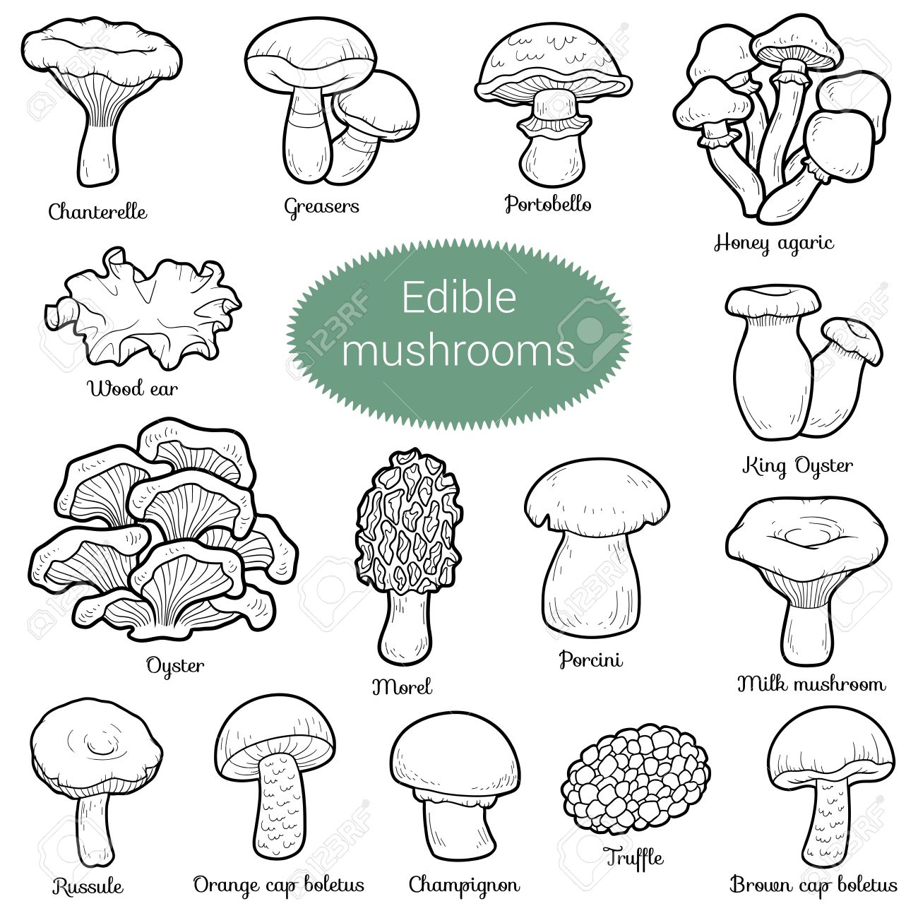 Black and white set of edible mushrooms coloring page with different fungi royalty free svg cliparts vectors and stock illustration image