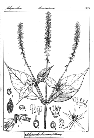Achyranthes bidentata coloring page free printable coloring pages