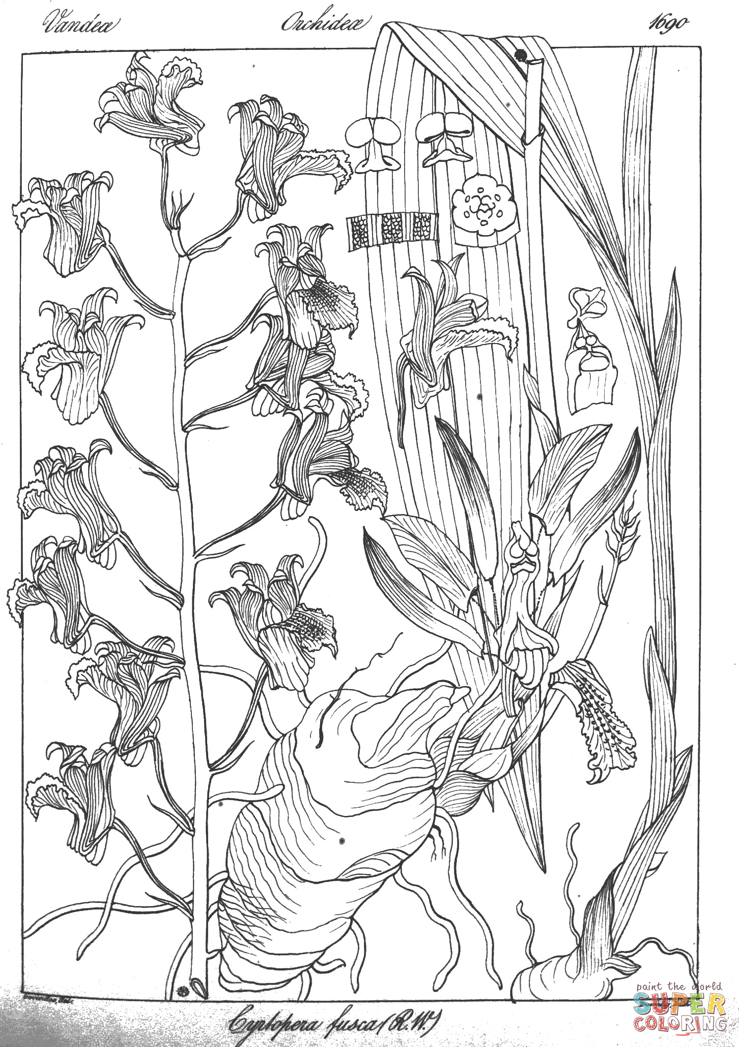 Cyrtopera fusca coloring page free printable coloring pages