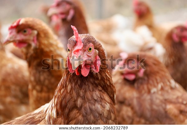 San cocho de gallina images stock photos d objects vectors