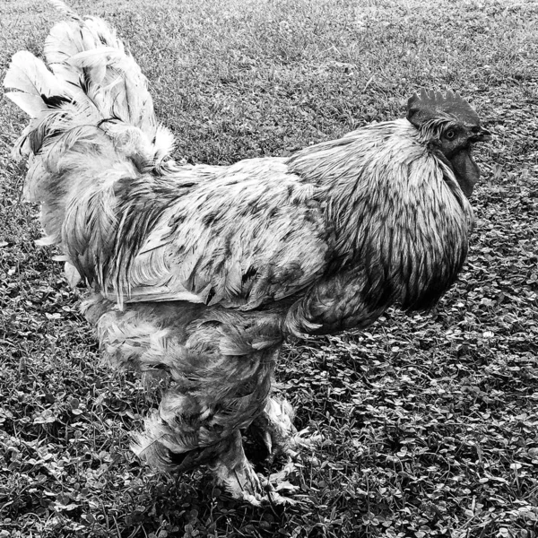 Gallina madre stock photos royalty free gallina madre images