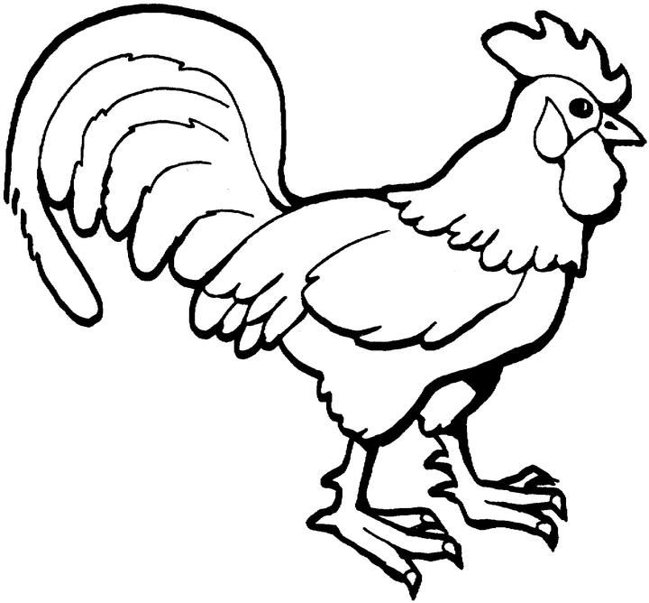 Gallo para pintar