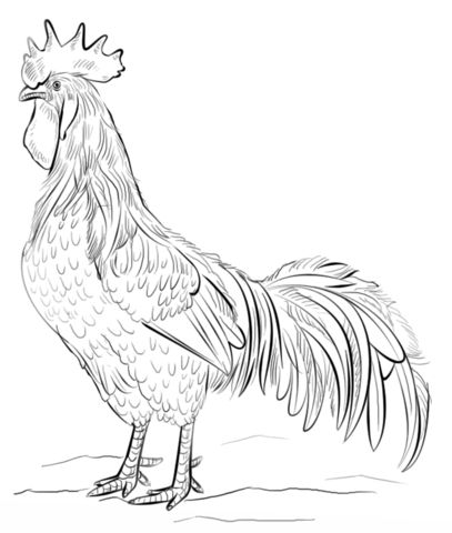 Brown leghorn rooster coloring page from chicken category select from printable craâ pintura de gallo ilustraciãn paso a paso animales faciles de dibujar