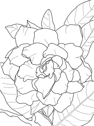 Gardenia coloring pages printable for free download